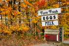 USA, Vermont, Morrisville, trees in autumn and sign for local Mennonite farm stand selling dairy. Art Print